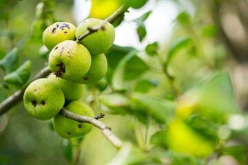 chaenomeles superba. Ramcke. Apple tree 