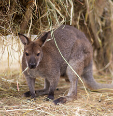 Kangaroo eat hay in zoo