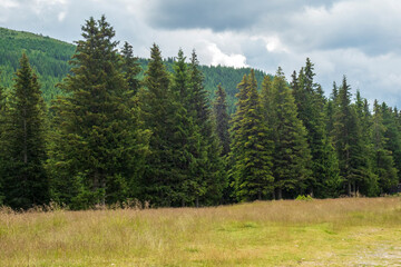 Fototapeta na wymiar Beautiful evergreen pine trees in Bucegi Mountains, Bucegi National park