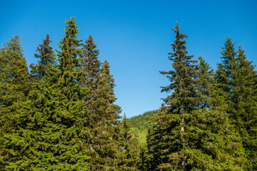 Beautiful evergreen pine trees in Bucegi Mountains, Bucegi National park