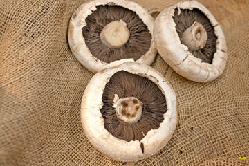 field mushrooms on a wooden table