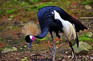 Naklejka premium crowned crane eating in the zoo