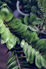 Fototapeta na wymiar Beautiful House Plants with Water Droplets on Balcony