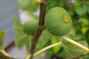 figs on a tree