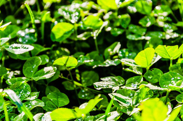 Top view of water drops on plant leaves