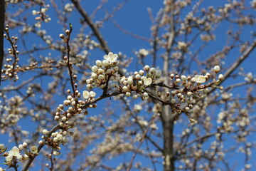 White flowers bloom on the branches of the cherry tree in early spring on a sunny day against a blue sky