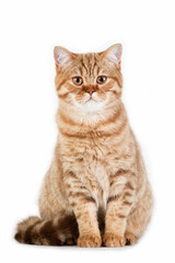Red british cat siting on white background