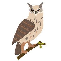 Owl isolated on white background. Vector beautiful illustration.
