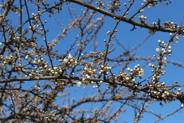 White flowers bloom on the branches of the cherry tree in early spring on a sunny day against a blue sky