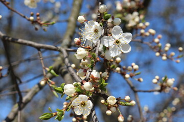 White flowers bloom on the branches of the cherry tree in early spring on a sunny day against a blue sky