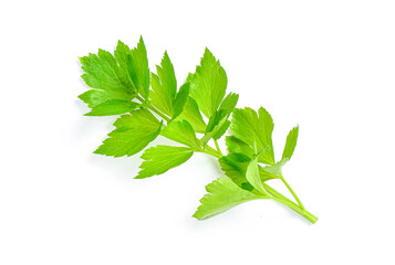 Obraz premium fresh celery on white background