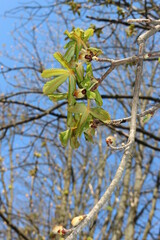 Young first leaves emerged from open buds on a chestnut tree in a spring park