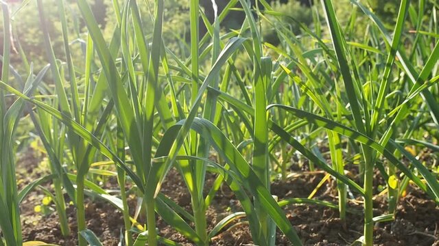 Garlic seedbed in homemade garden in HD VIDEO. Patch of green garlic plants (Allium sativum) growing in farm. Close up. Organic farming, healthy food, BIO viands, back to nature concept.