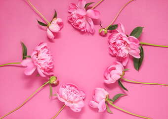 Group of pink peonies on a pink background
