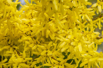 Korean Forsythia (Forsythia ovata) in garden