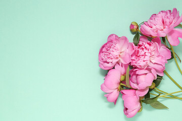 Group of pink peonies on a turquoise background