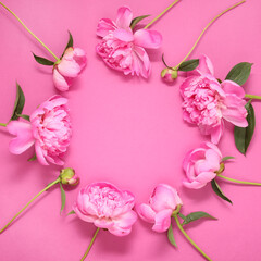 Group of pink peonies on a pink background