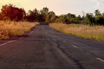 Winter reeds in the sun,road side view.