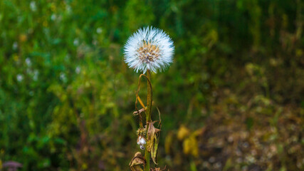 Lonely dandelion in the middle of the field