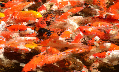 Obraz na płótnie Canvas Large carp pond Crowded with lots of fish