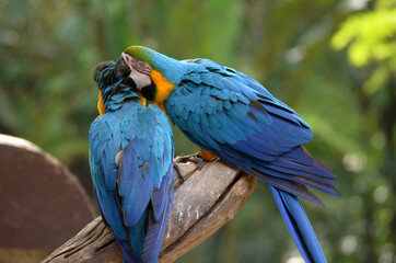 Blue and yellow macaw Perched on a branch in the forest Take pictures that are naturally beautiful.