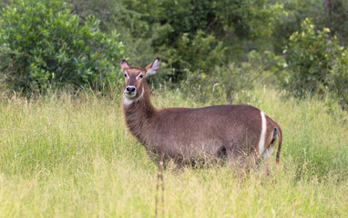 A female Waterbuck Antelope in long grass in natural habitat. Scene at a game drive in National Park South Africa.