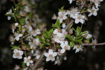 White flowers bloom on the branches of the cherry tree in early spring on a sunny day against a blue sky