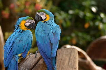 Blue and yellow macaw Perched on a branch in the forest Take pictures that are naturally beautiful.