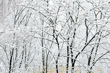 Bright winter landscape with snow covered trees