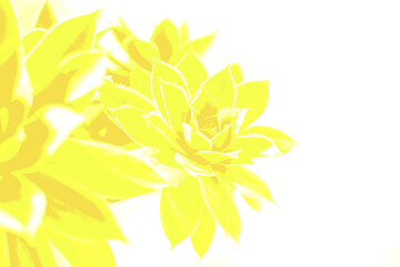 Fototapeta na wymiar Close up of beautiful succulent plant in trendy illuminating yellow color.