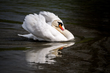 Angry swan with spread wings on lake, symmetrically reflected in dark water