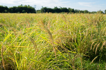 Field rice with landscape green pattern nature background
