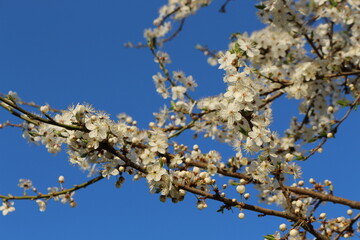
Many white flowers bloomed on the cherry tree in spring in the garden