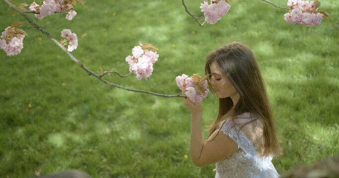 Beautiful brunette in white dress is smelling the blooking sakura branch in the garden. 4k footage.