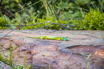Green and blue big lizard