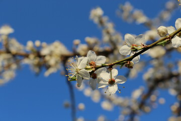 
Many white flowers bloomed on the cherry tree in spring in the garden