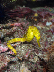 Yellow tigertail seahorse on rubble (Mergui Archipelago, Myanmar)