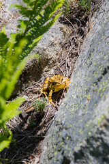Yellow toad on a rock