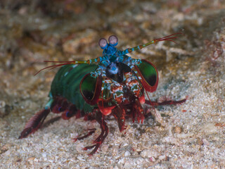 Peacock mantis shrimp on a gravel (Mergui archipelago, Myanmar)