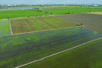 Naklejka premium aerial view from flying drone of Field rice with landscape green pattern nature background, top view field rice 
