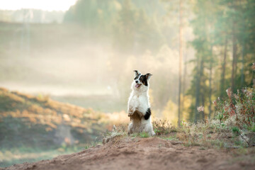 Naklejka na ściany i meble dog in the fog. Pet on a walk in nature. Border Collie in a field, Hill