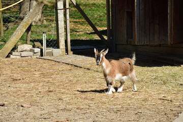 Ziege im Gehege mit Stall im Hintergrund