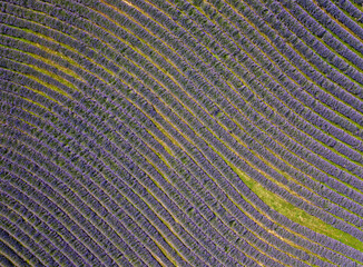 Obraz na płótnie Canvas Purple lavender field in Hungary