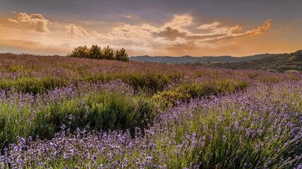 evocative sunset over lavender field landscape in Sale San Giovanni, Langhe, province di Cuneo Italy, orange clouds on blue sky