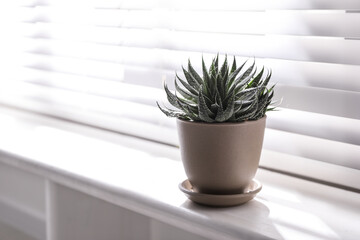 Beautiful potted plant on window sill at home. Space for text