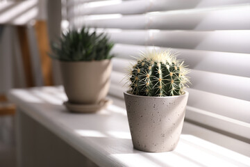 Beautiful different cacti in pots on windowsill indoors. Space for text