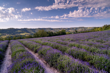 lavender field landscape in Sale San Giovanni, Langhe, province di Cuneo Italy, blue sky and white clouds