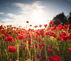 Wonderful poppy field in spring