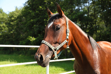 Obraz premium Bay horse in paddock on sunny day. Beautiful pet