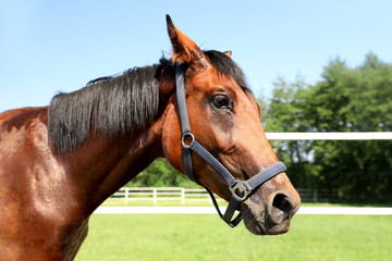 Obraz premium Bay horse in paddock on sunny day. Beautiful pet